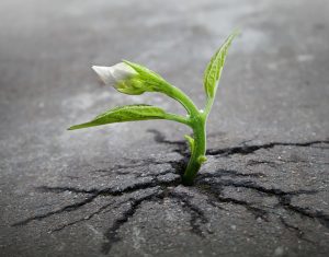 flower out of concrete